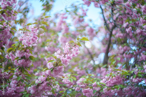 Pink cherry blossoms with vintage lens bokeh. Soft focus spring flowers. Dreamy artistic nature background. Creative floral blur effect.