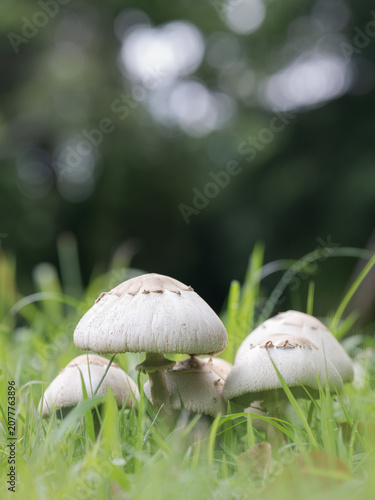 初夏の原に群生する大白唐傘茸
