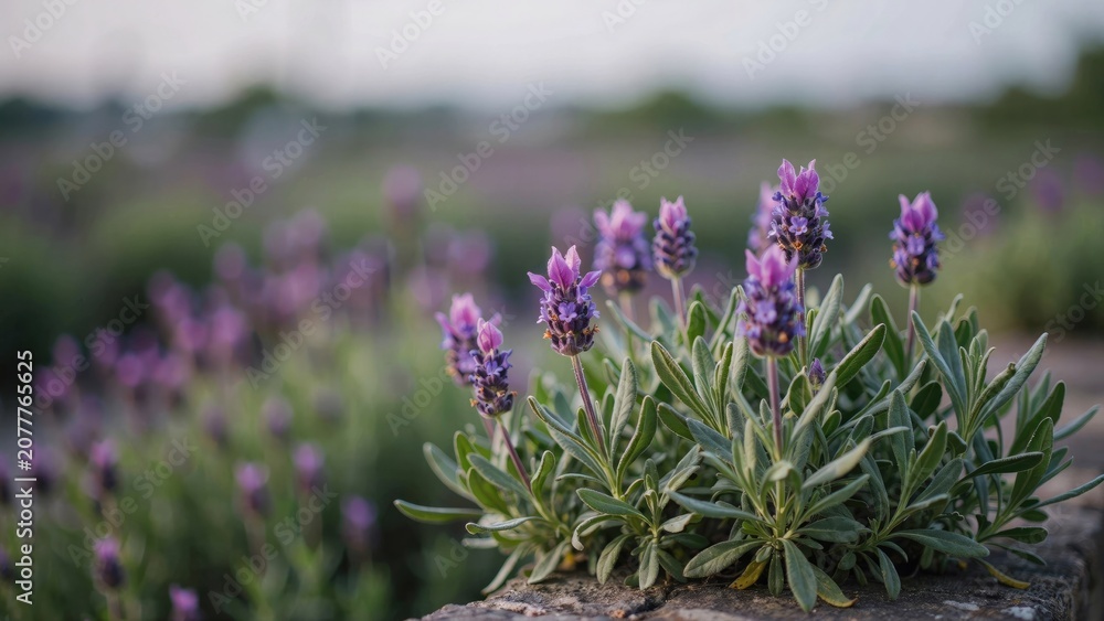 Obraz premium Close-up of purple french lavender flowers blooming in a garden