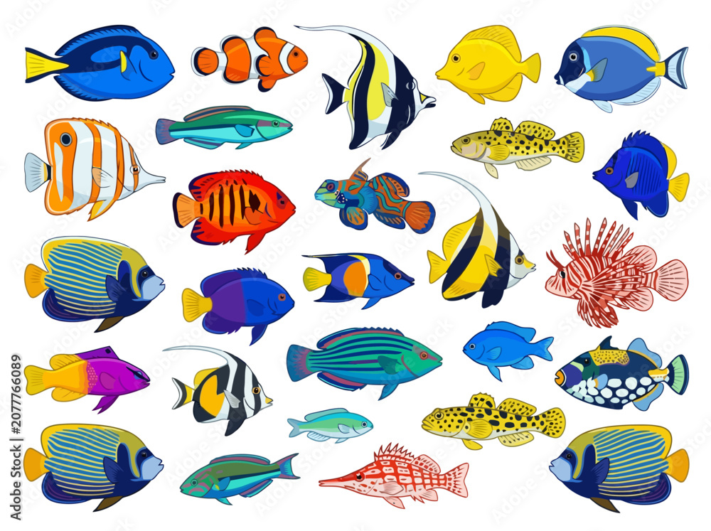 Fototapeta premium A collection of various colorful tropical fish species isolated on a white background.