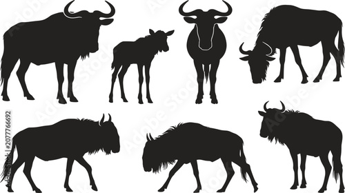 Fotografie Wildebeest Silhouette Vector Collection with African Gnu Grazer Calf and Herd Ic