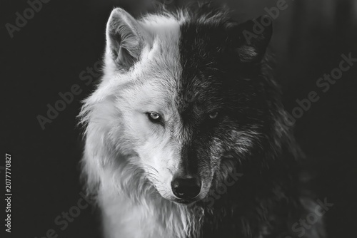 Half light half dark wolf shows both good and bad nature of animals