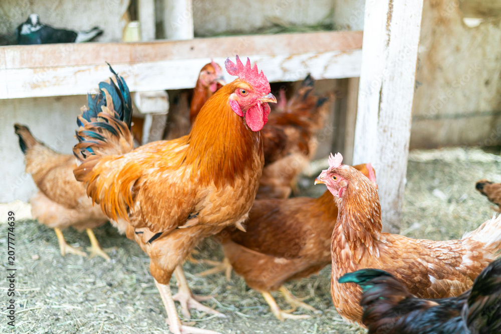 Foto Chickens roaming in rustic coop.