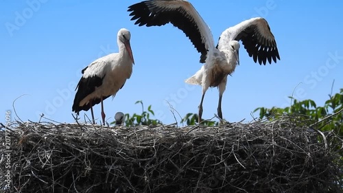 An adult stork with its young baby storks stands in the nest