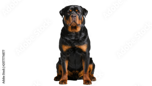 Canvastavla Rottweiler dog sitting attentively, black and tan fur