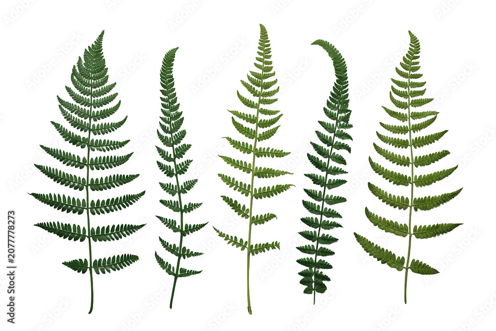 Obraz premium Lush green fern fronds in a set, showing diverse shapes and textures, isolated on a transparent background