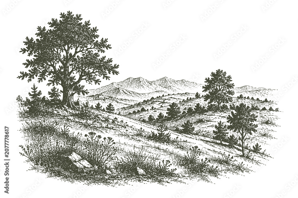 Fototapeta premium Vintage engraved rolling hills vector illustration featuring a scenic countryside landscape with winding paths in detailed hand drawn etching style