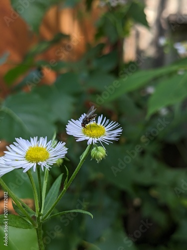 Macro shot of a housefly feeding on a white annual fleabane daisy wildflower. Sharp details of the insect against a beautifully blurred green summer garden