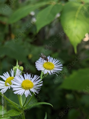 Macro shot of a housefly feeding on a white annual fleabane daisy wildflower. Sharp details of the insect against a beautifully blurred green summer garden