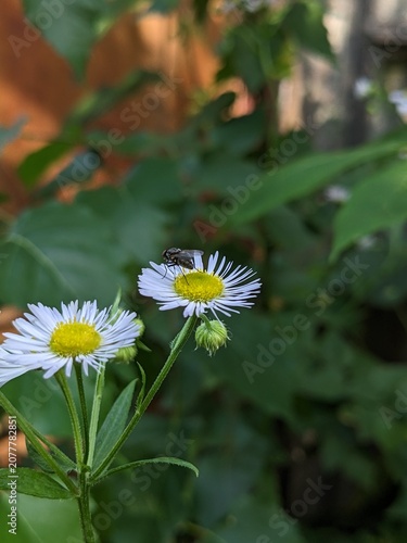 Macro shot of a housefly feeding on a white annual fleabane daisy wildflower. Sharp details of the insect against a beautifully blurred green summer garden