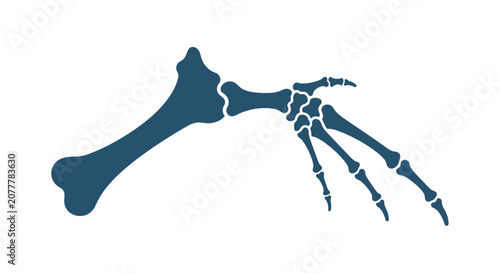 Photos Fossilized Dinosaur Forelimb Bone and Hand Skeleton Illustration