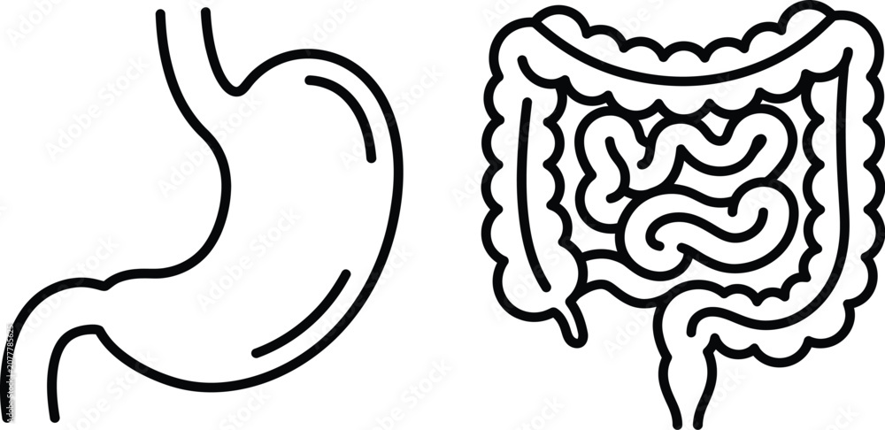 Fototapeta premium Human digestive system illustration stomach and intestines line art