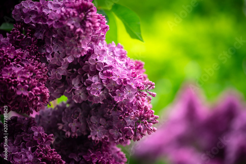 Nice close up photo of lilac flowers under the rain at Hryshko National Botanical Garden, Kiev, Ukraine	
