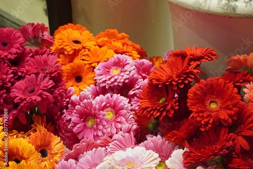Fotografi Colorful gerbera flowers in a florist shop