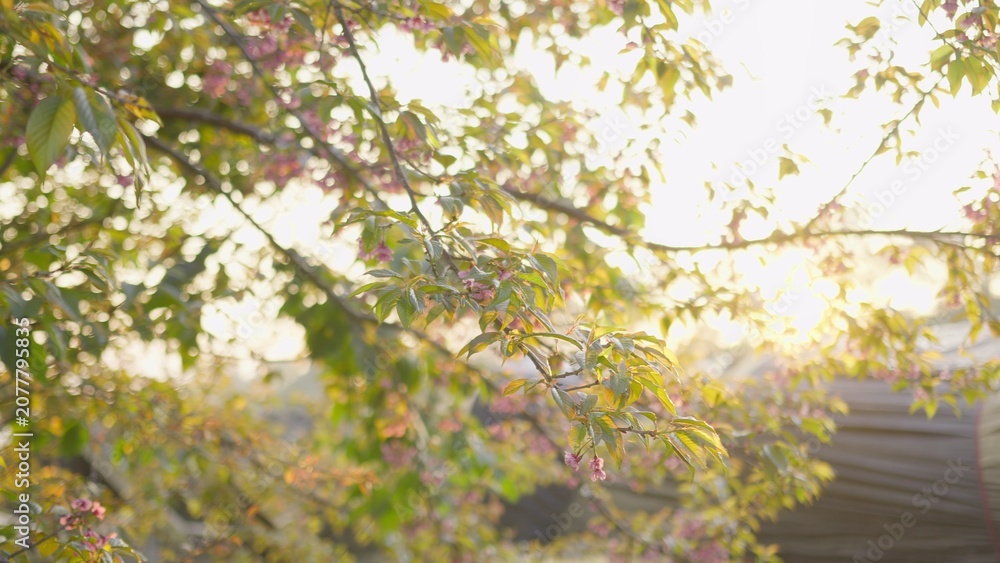 Fototapeta premium Cherry blossom branch with delicate pink flowers blooms in the bright morning sunlight, creating a beautiful nature background with a soft focus and warm light.
