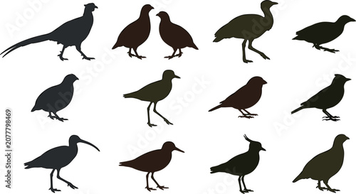 Foto Gamebird and shorebird silhouette vector set featuring pheasant quail partridge