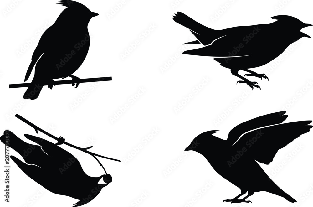 Fototapeta premium Crested bird silhouette vector set featuring cedar waxwing cardinal perched flying singing hanging upside down nature elements,