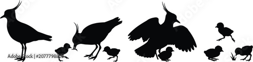 Fotografía Lapwing family silhouette vector set featuring crested plover parent feeding bab