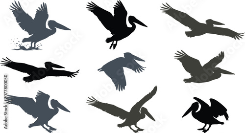 Canvastavla Pelican bird silhouette vector set featuring flying diving and standing seabird