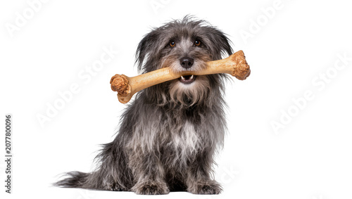 Foto Shaggy dog holding a large bone in its mouth