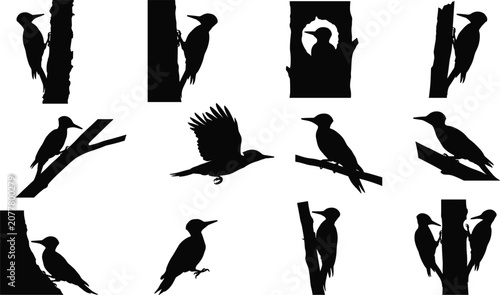 Foto Woodpecker bird silhouette vector set featuring pecking nesting flying and perch