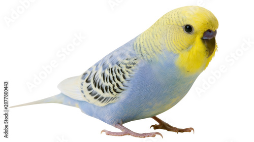 Quadro su tela Blue and yellow budgerigar bird with black markings