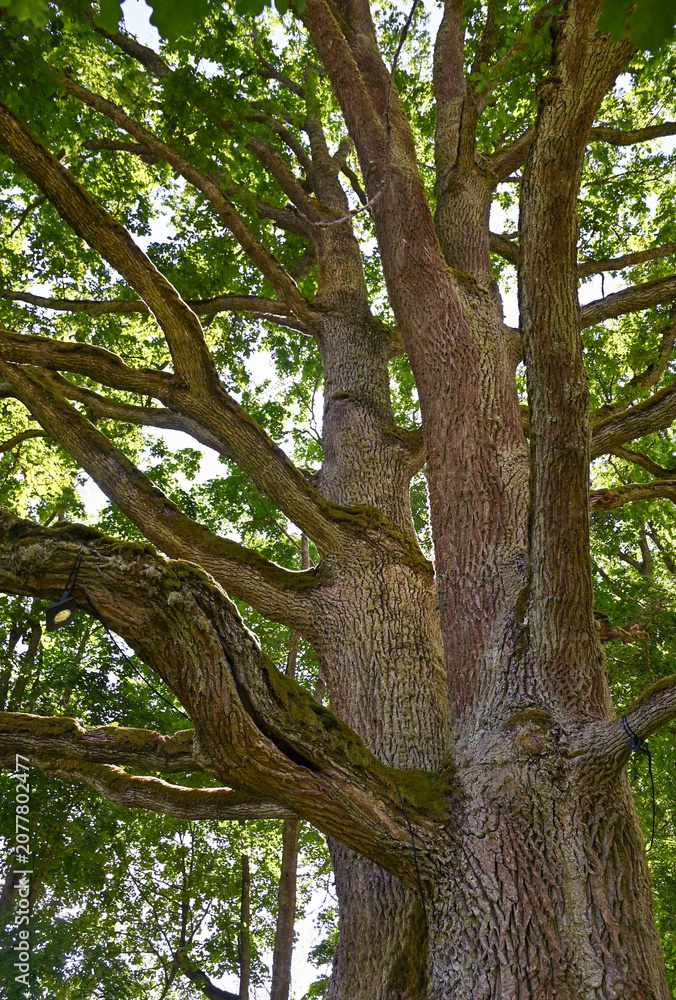 Fototapeta premium View up to the tree top of a oak tree.