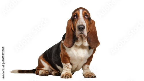 Фотография Basset Hound dog sitting with long ears and sad eyes