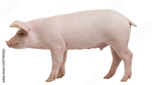 Canvastavla Pink piglet standing profile view