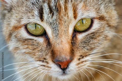 Extreme close-up photography of a domestic tabby cat focusing on its mesmerizing yellow eyes and pink nose. High-resolution details capture the beautiful texture of the feline fur.