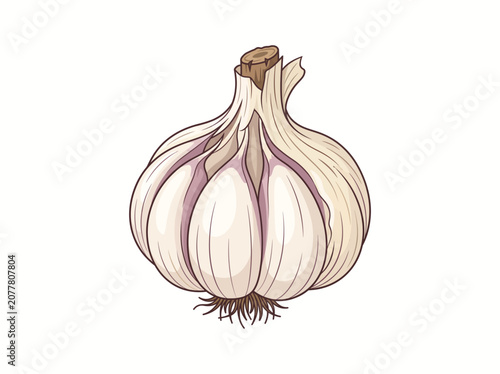 Hand-drawn illustration of fresh garlic bulb isolated on white background for culinary design projects and healthy organic food menu themes