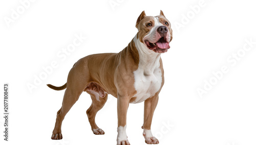 Bild auf Leinwand Muscular tan and white American Pit Bull Terrier standing