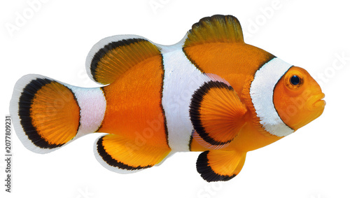 Obraz na plátně Vibrant orange and white clownfish with black fin edges, isolated on transparent