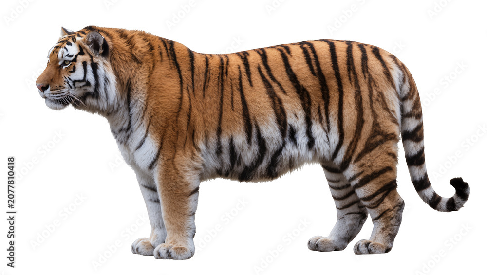 Obraz premium Majestic tiger with orange and black stripes, isolated on transparent background