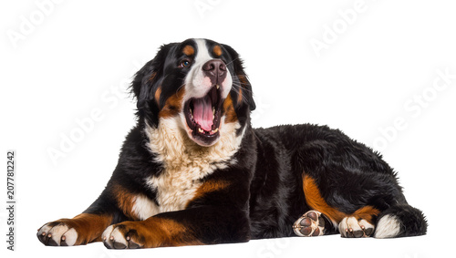 Принти на полотні Bernese Mountain Dog yawning lying down, tri-color fur