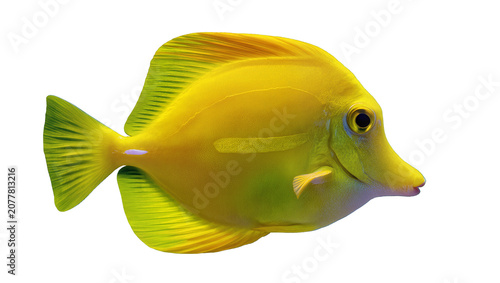 Fotografija Yellow Tang Fish with Blue Eye and Purple Spot