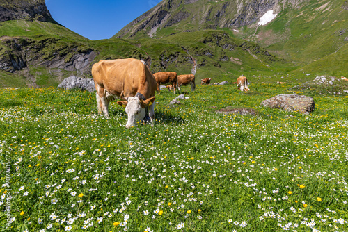 Foto Cows  graze on the blooming pasture of  the Swiss Alps high plateaus during summ
