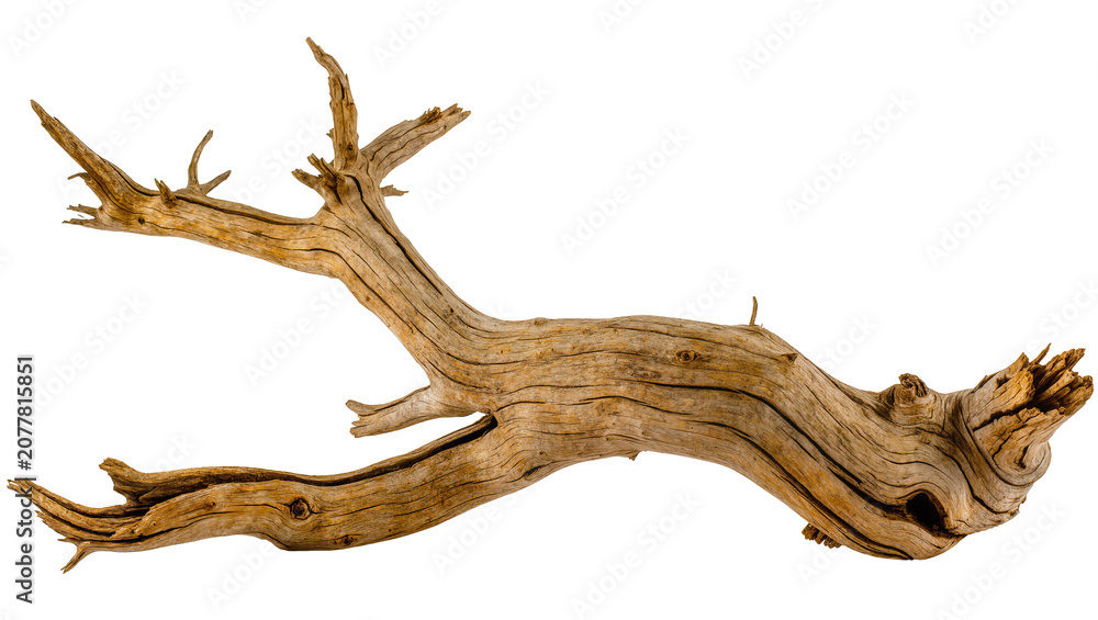 Fototapeta premium Gnarly weathered driftwood branch with intricate grain patterns, isolated on transparent background