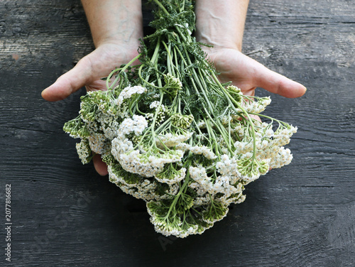 Hands Holding Bunch of Yarrow Flowers