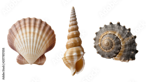 Tableau sur toile Three diverse seashells a fan-shaped scallop a spiral auger and a ribbed whelk,