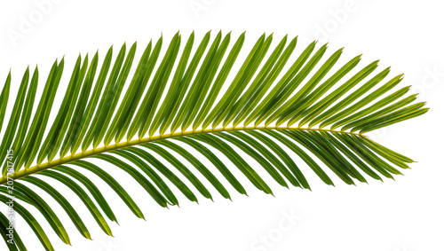 фотографія Green palm frond with many thin leaves