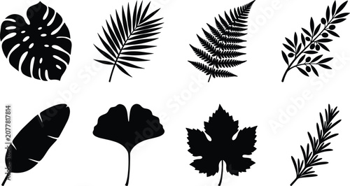 Tropical and Botanical Leaf Silhouette Collection with Palm Fern Monstera Ginkgo and Foliage Vector Set
