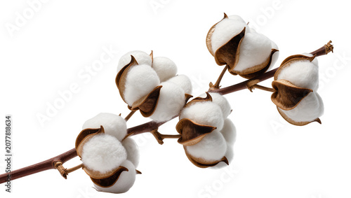 Quadro su tela Fluffy white cotton bolls on a brown branch, isolated on transparent background