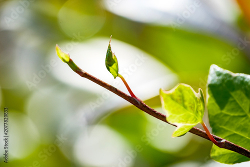 Detailed close-up of a tiny fresh green ivy leaf bud (Hedera helix) sprouting on a thin twig. Beautiful macro photography capturing the delicate early stages of spring plant growth in wild nature.