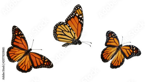 Quadro em tela Three monarch butterflies with orange and black wings, isolated on transparent b