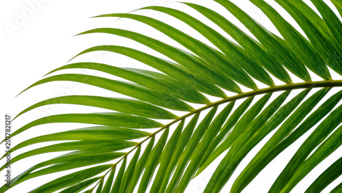 Bild auf Leinwand Vibrant green palm frond with delicate veins, isolated on transparent background