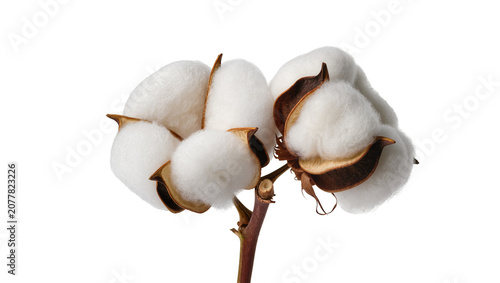 Quadro su tela Cotton plant branch with open bolls and fluffy white fibers