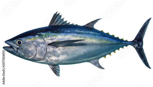 Bluefin tuna fish with metallic blue and silver scales