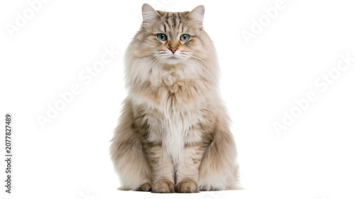 Obraz na plátně Fluffy Siberian cat with blue eyes sitting and looking forward