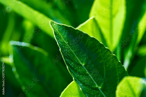 Foto Stunning close-up of a vibrant green cherry laurel leaf (Prunus laurocerasus) glowing in the sunlight